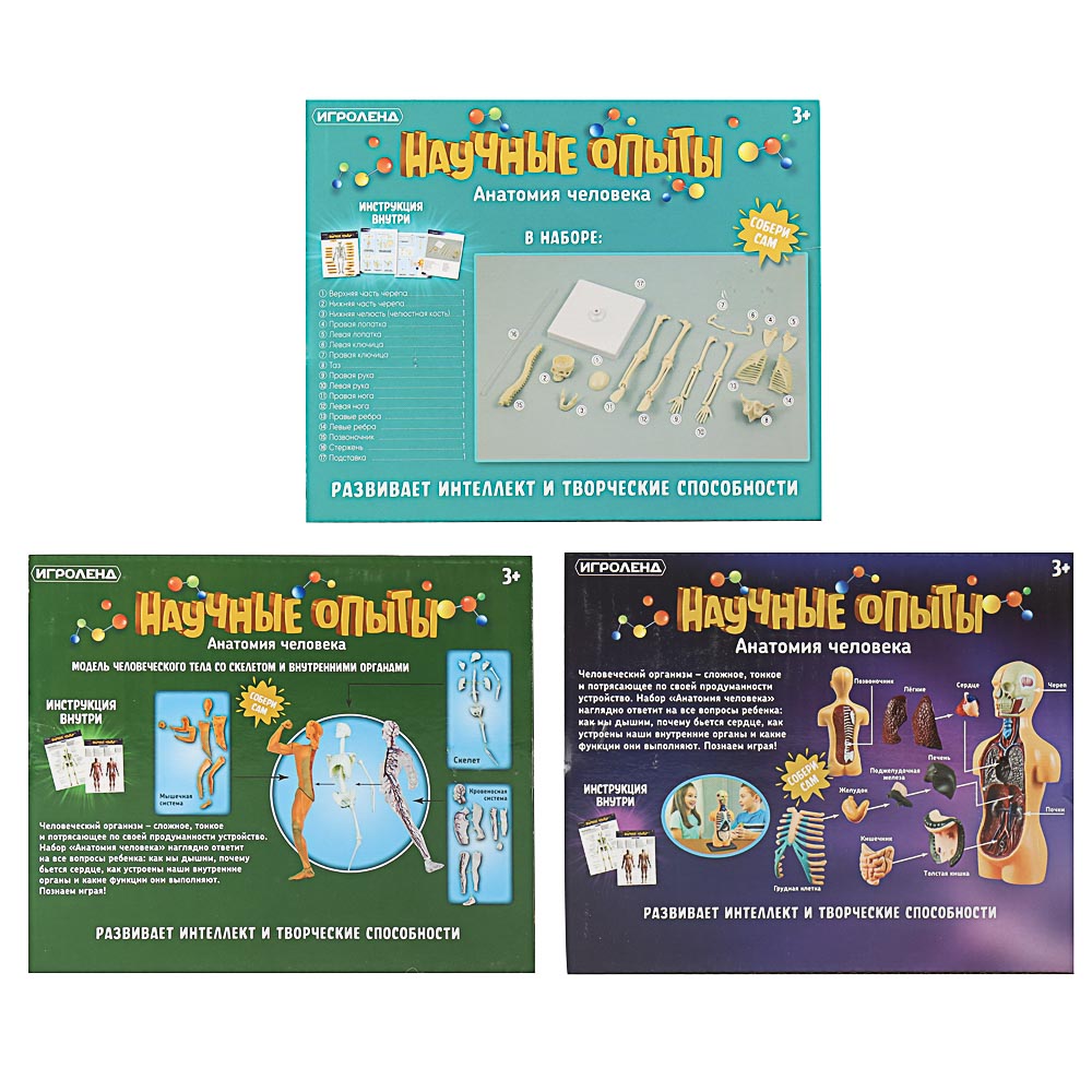 ИГРОЛЕНД Научные опыты "Анатомия человека", ABS, 22,5х16,6х6см, 3 дизайна, арт.№ 283-113