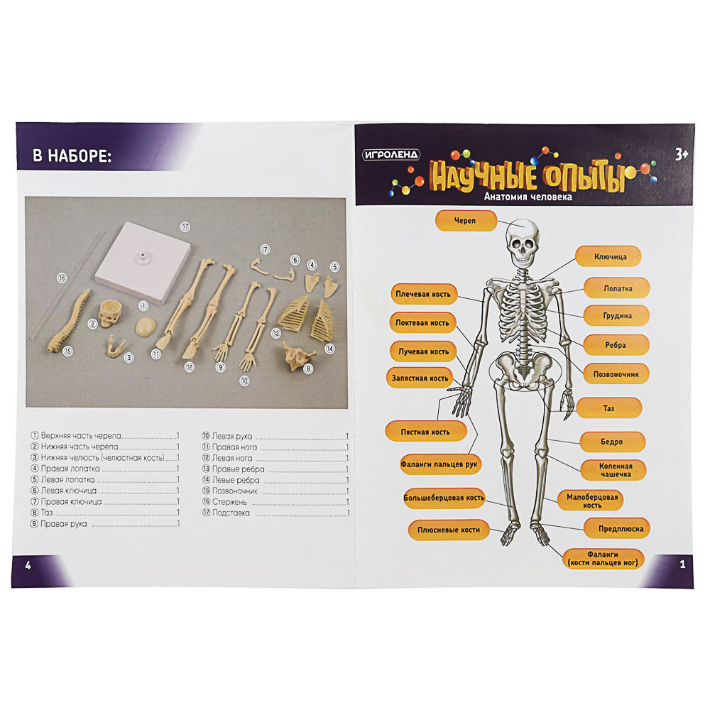 ИГРОЛЕНД Научные опыты "Анатомия человека", ABS, 22,5х16,6х6см, 3 дизайна, арт.№ 283-113